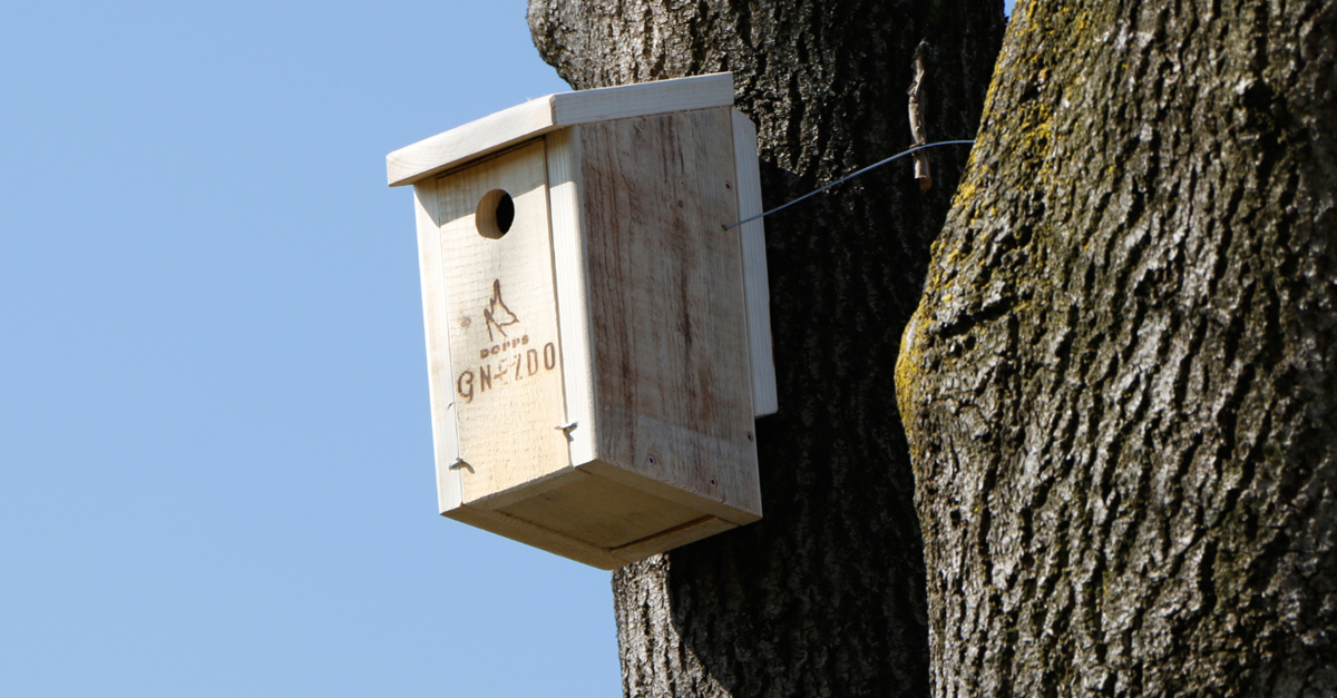 Nesting Houses on Medis Buildings – Helping Endangered Nature